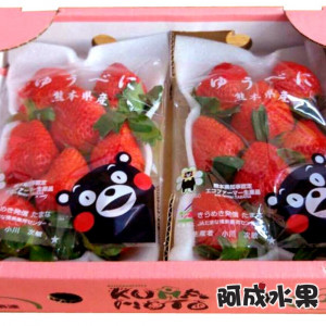 日本空運熊本熊草莓(7~9粒/250g*2袋/盒)